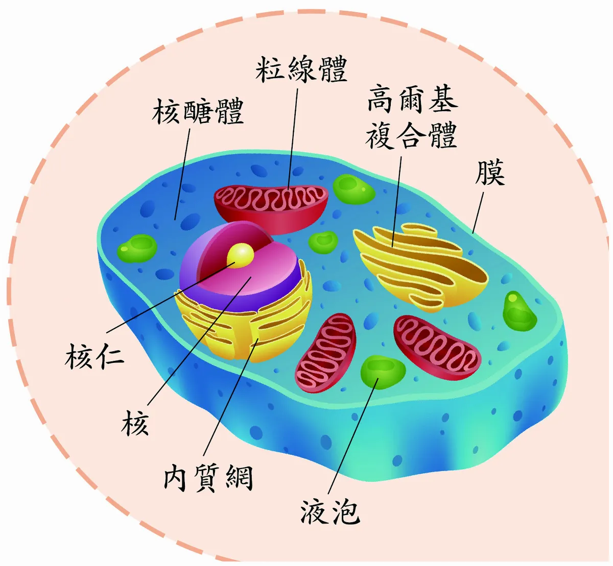 細胞基本成分
