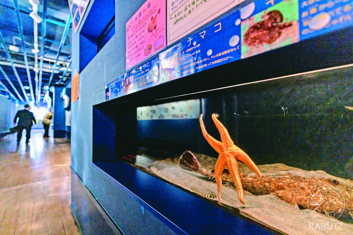 水族館海星 揮手向遊客道別