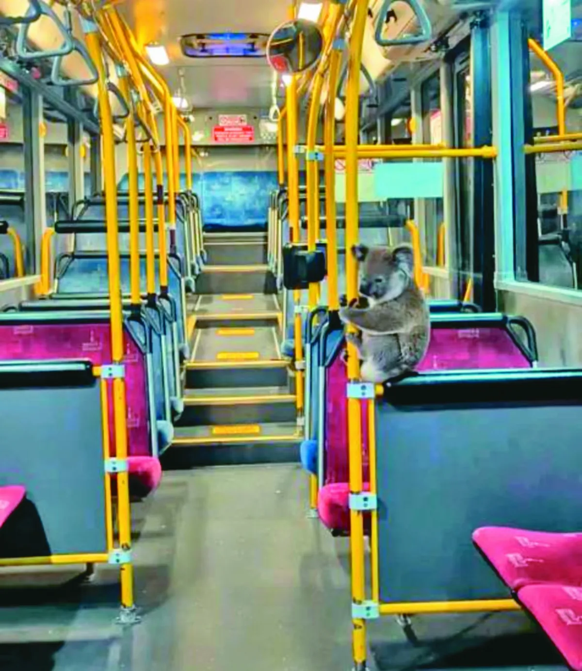 無尾熊迷路 被救上公車抱緊扶手