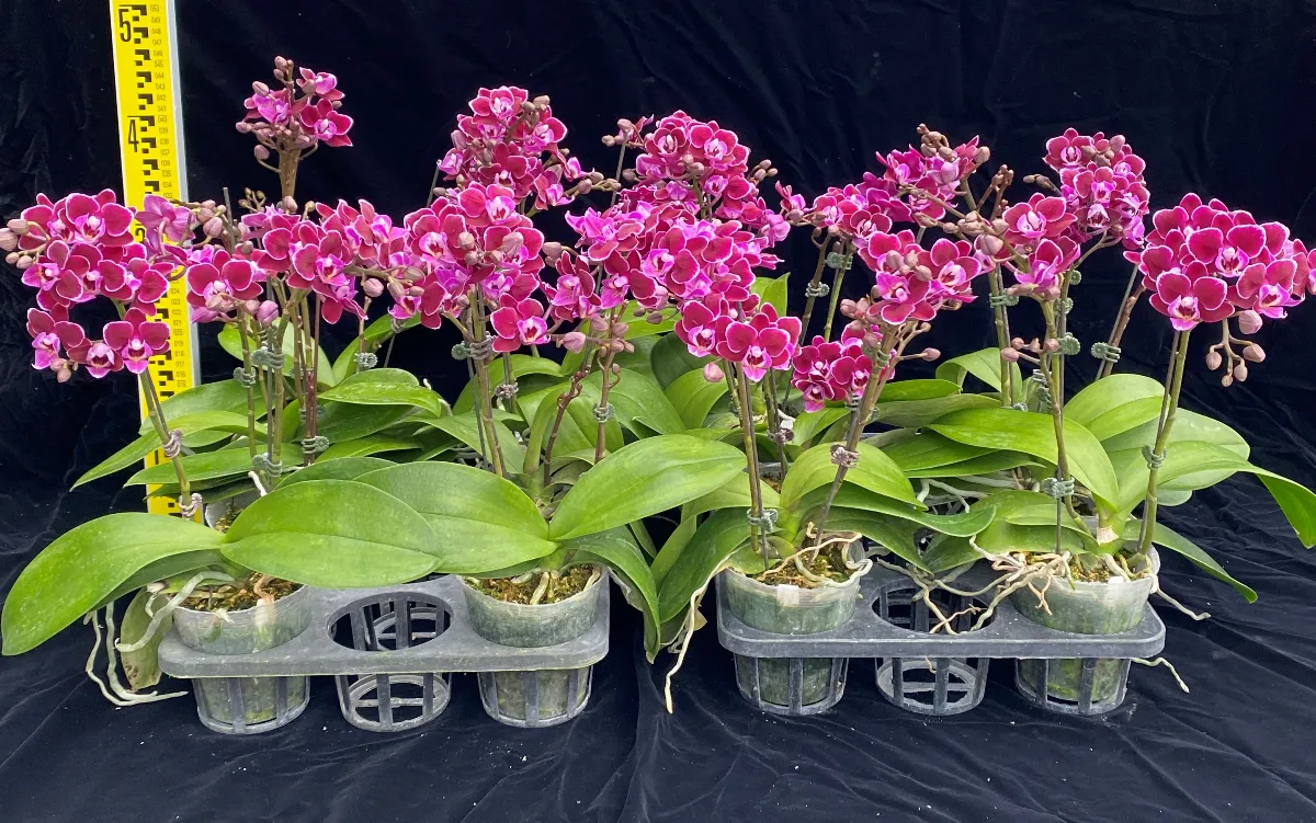 植物品種權申請逾3千件  花卉品種占八成