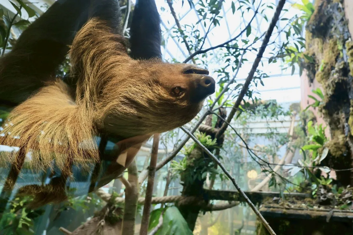 動物是老師、森林是教室　野森動物學校亮相了！
