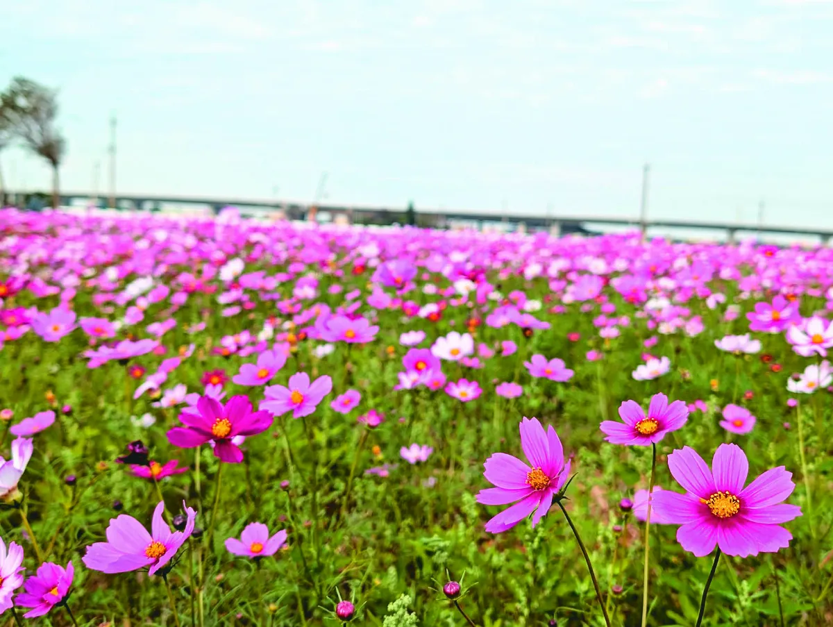 花在彰化