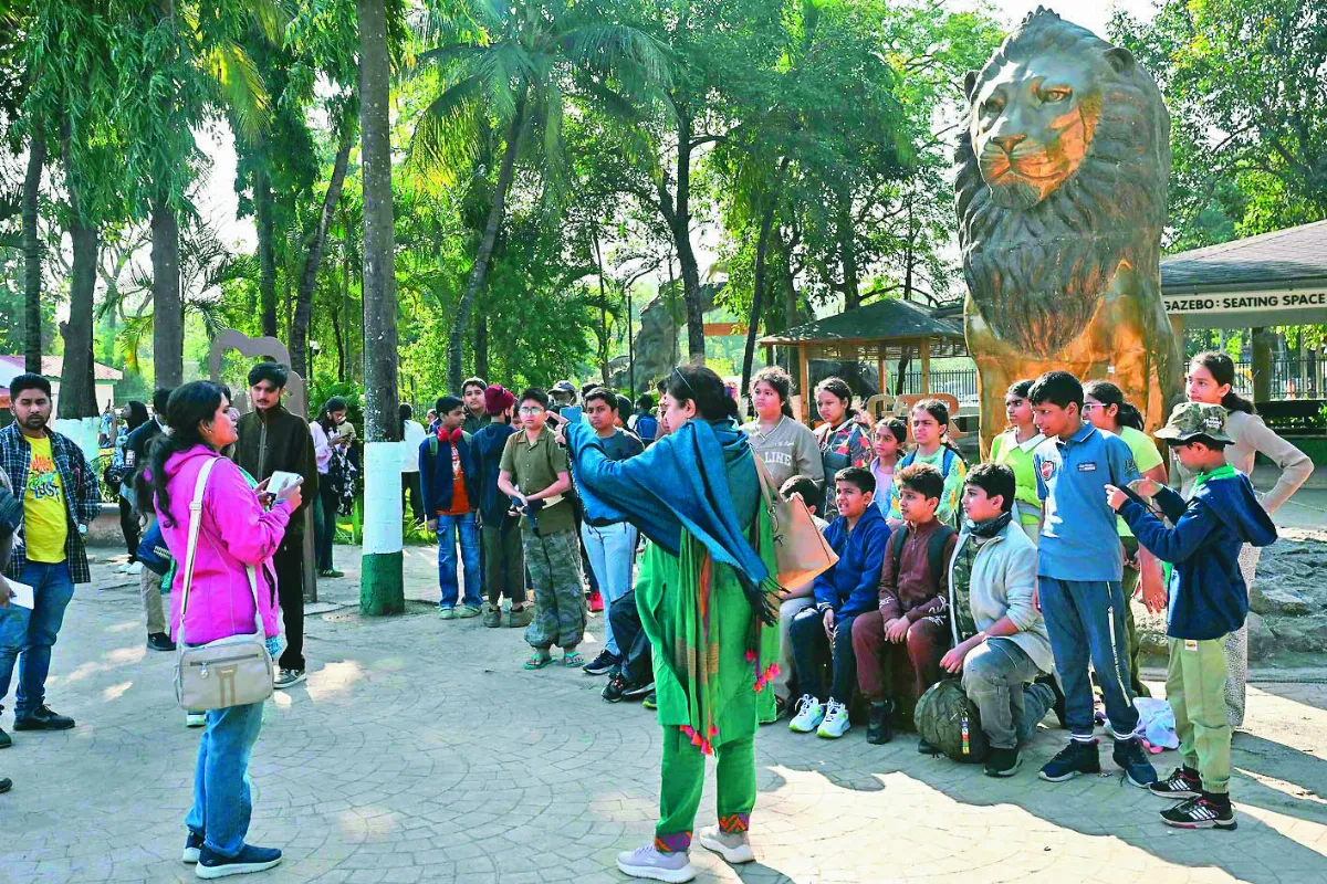 保育奇蹟 亞洲獅從極危增至891隻