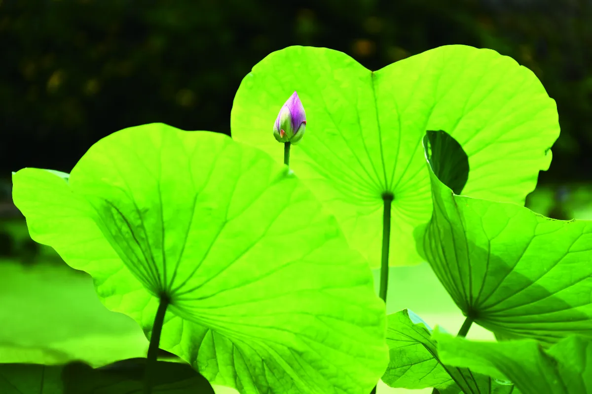 【遇見荷】時光之荷