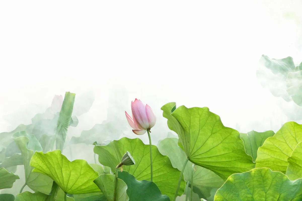 看取蓮花淨，方知不染心──古典詩文中的蓮花