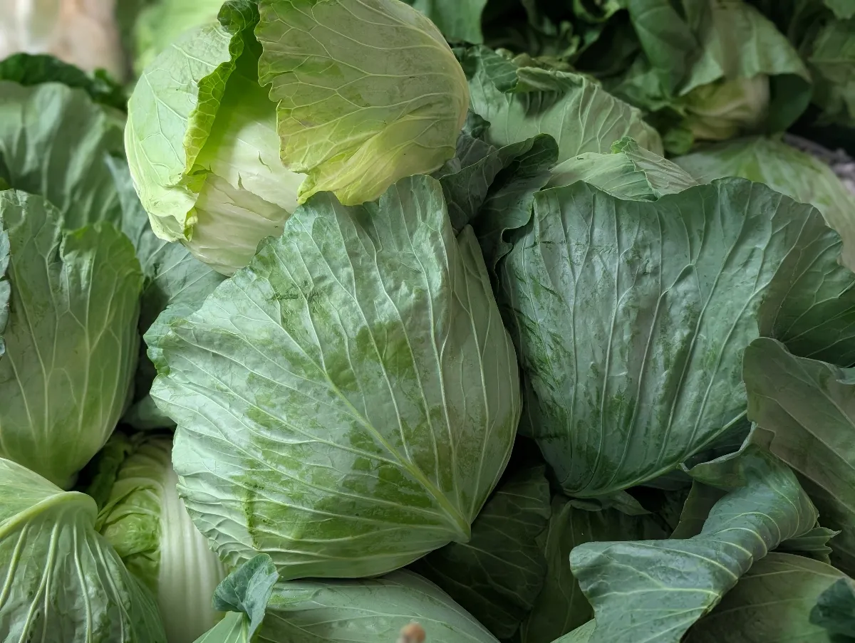天氣轉涼病蟲害大減 蔬菜一路便宜到春節