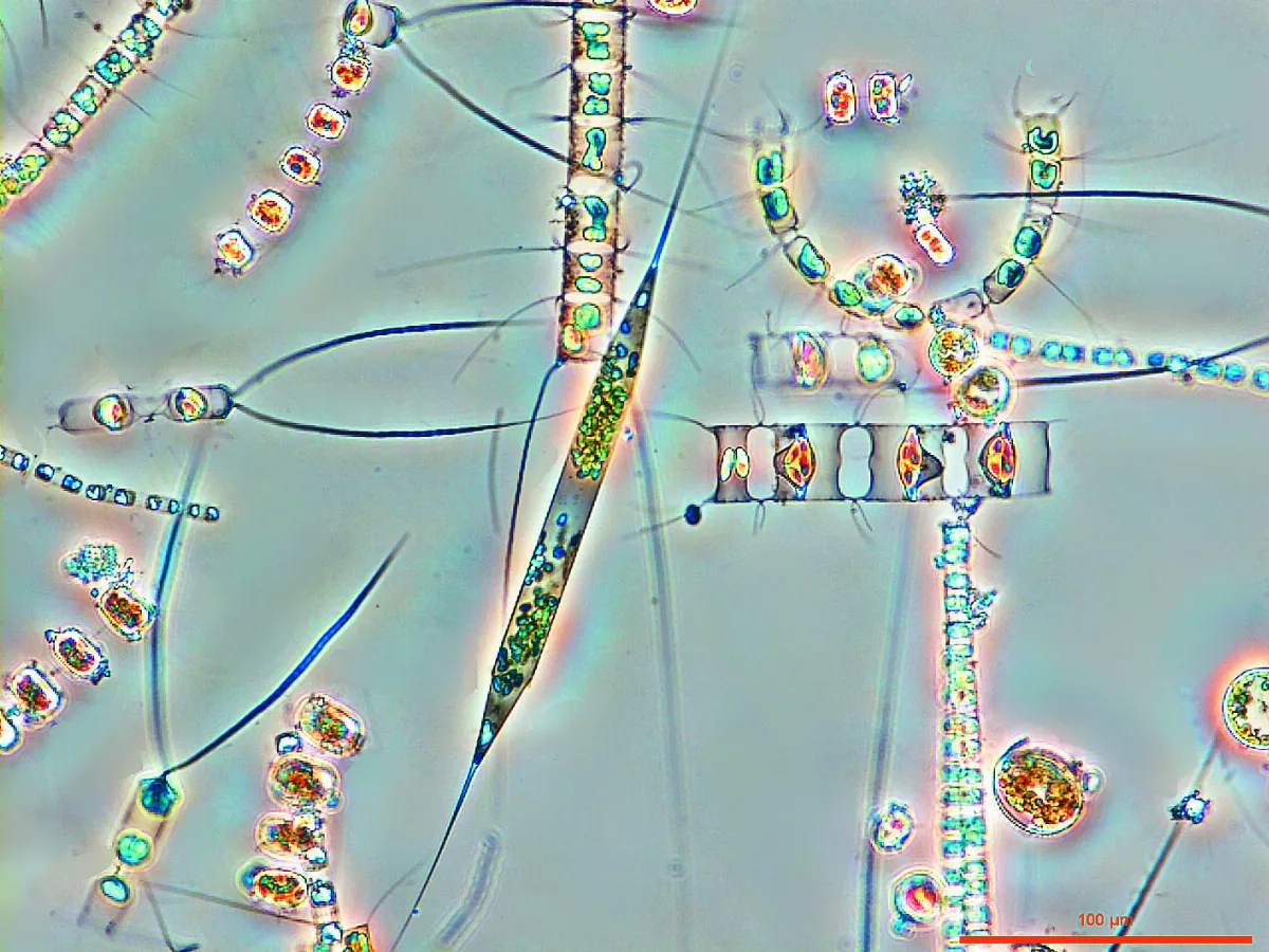 每年吸走6500萬噸 浮游生物幫地球儲碳