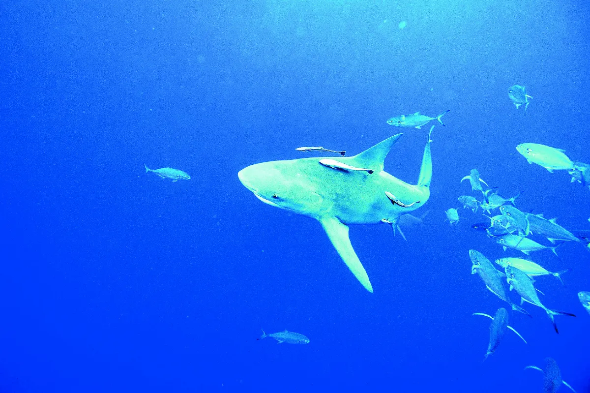 紐西蘭星鯊 少數會發聲沙魚
