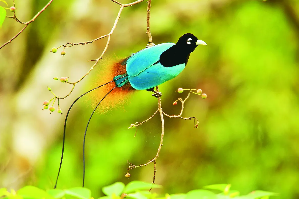 天堂鳥生物螢光性 求偶利器