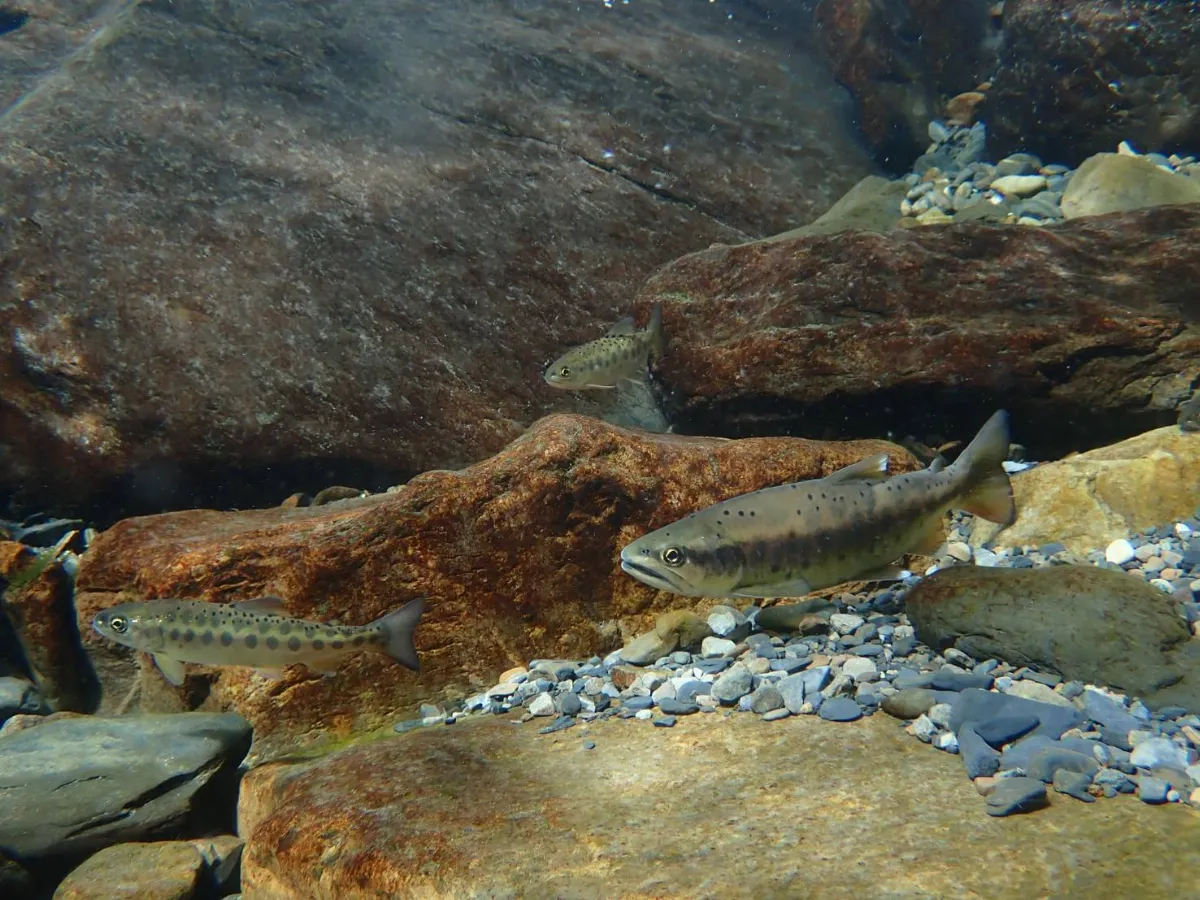 挺過颱風地震 國寶魚櫻花鉤吻鮭族群持續穩定
