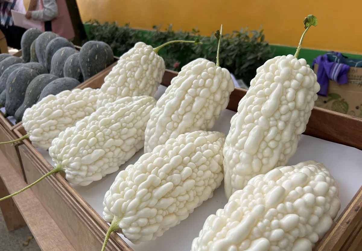 苦瓜的苦不是缺點 有助控食欲、穩血糖