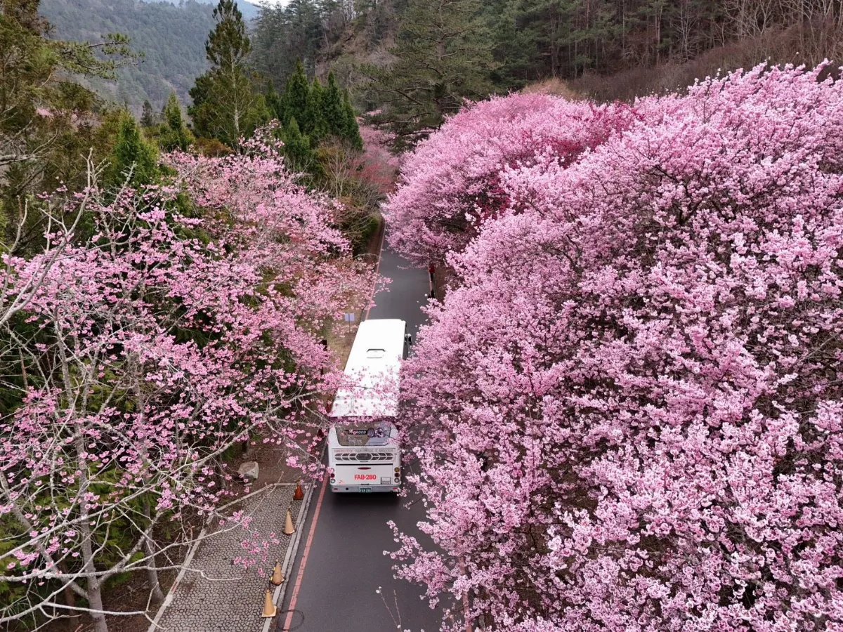 武陵農場櫻花季2/13日開跑 各項公路管制、大眾運輸出爐