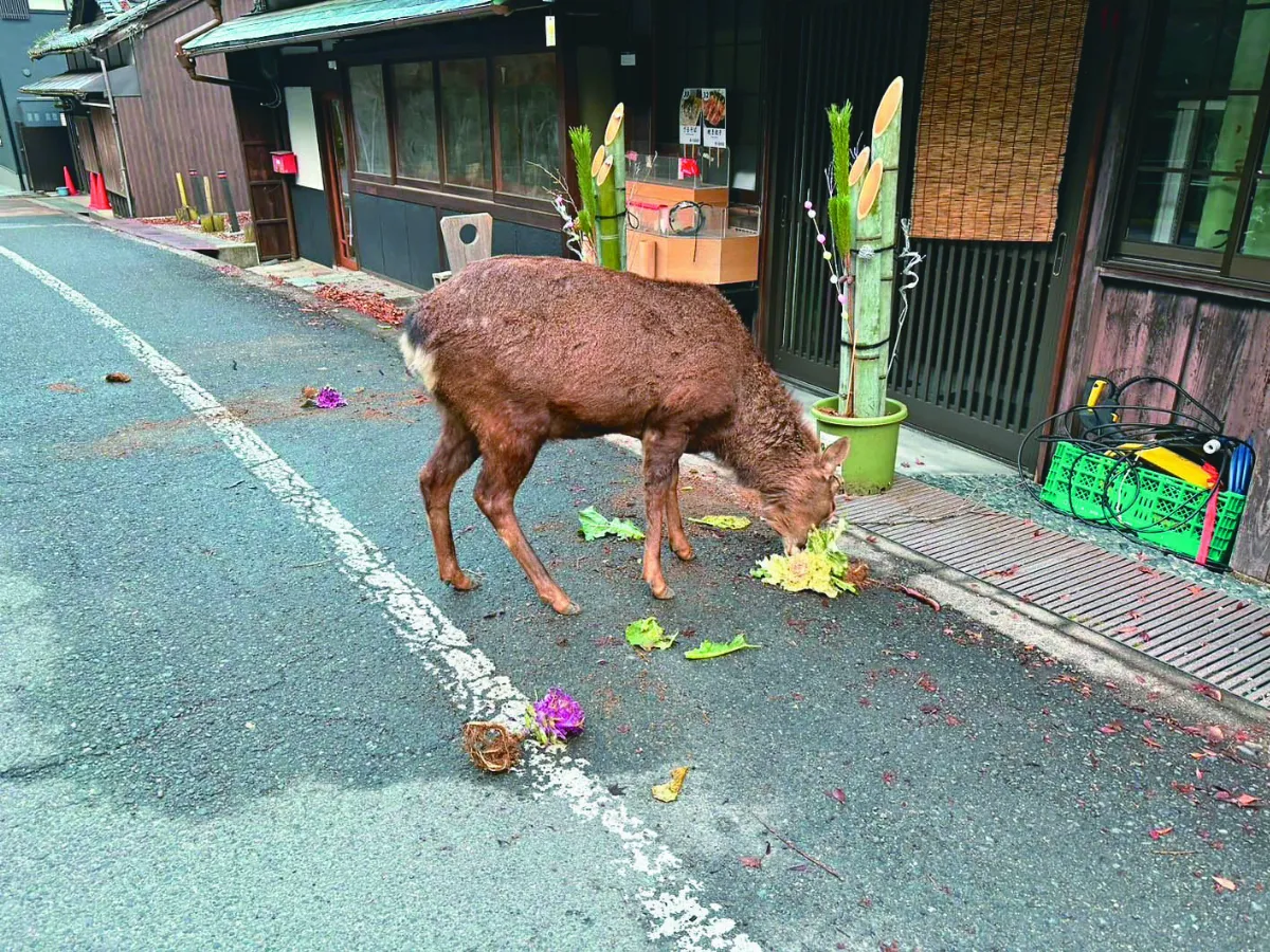 等不及過年 奈良鹿狂啃年飾門松