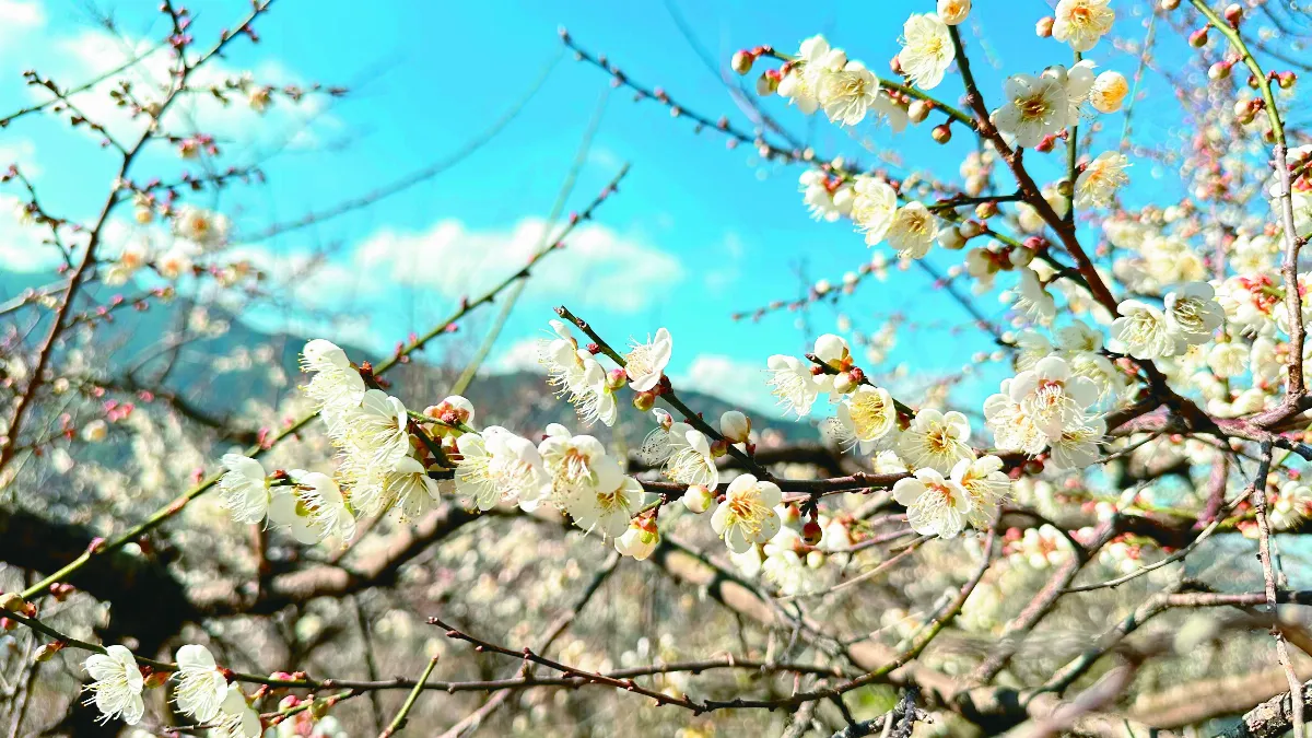 南投山區 梅花盛開