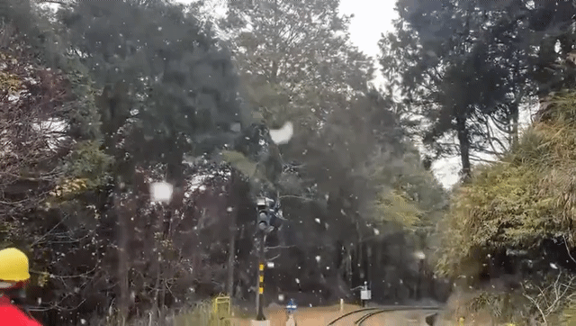 相隔十年  阿里山清晨再飄瑞雪