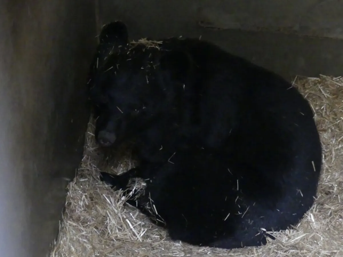 日本罕見黑熊冬眠導覽 盛岡市動物園連日額滿