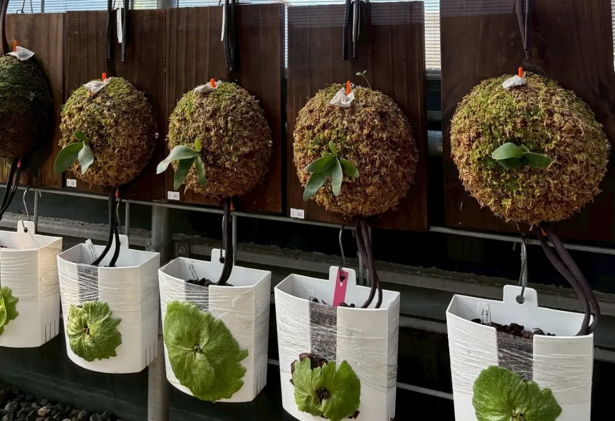 生活美感與療癒 阿金的夢想從陽台走向世界