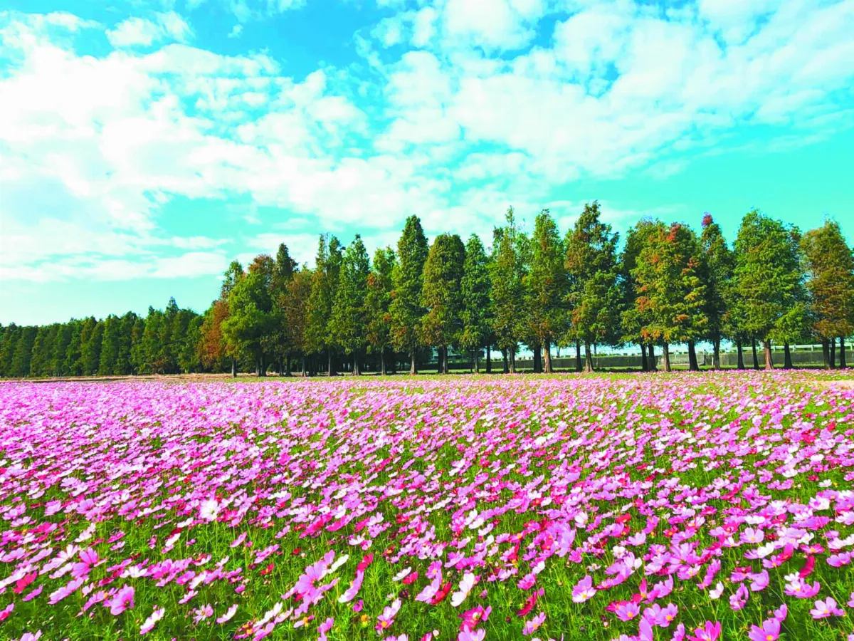 台南林鳳營 落羽松花海
