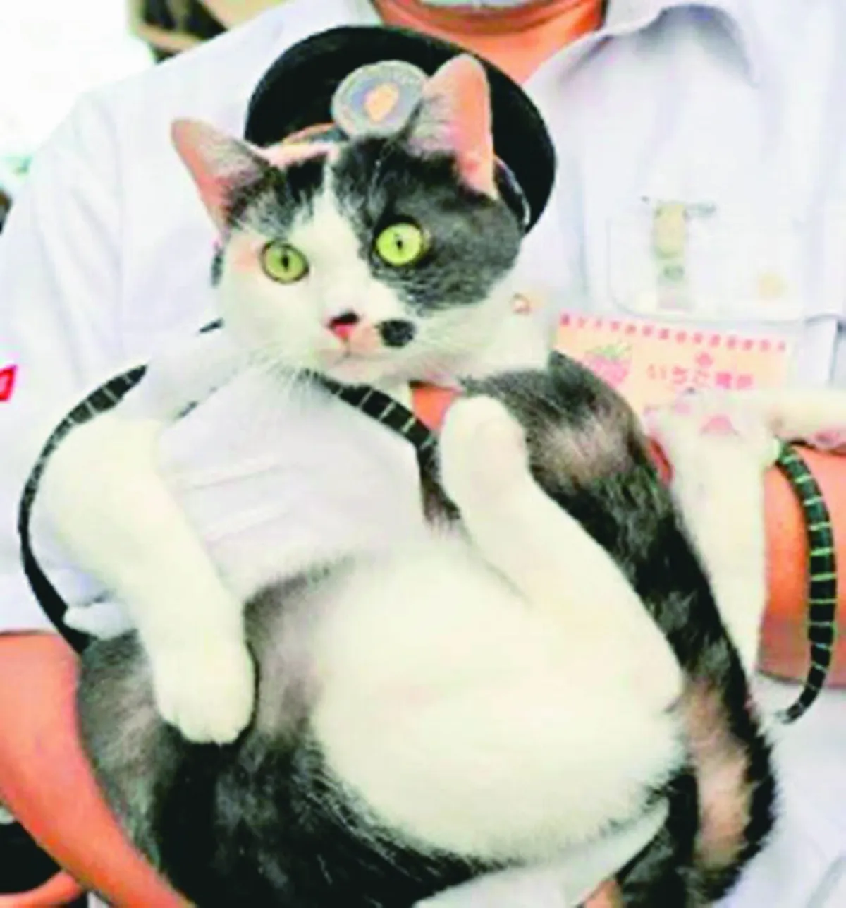 日電鐵貴志站 任命第3代貓站長