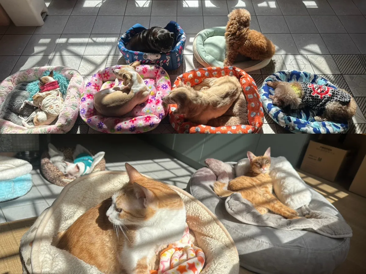 守護熟齡浪浪 法國皇家攜手東森公益捐糧