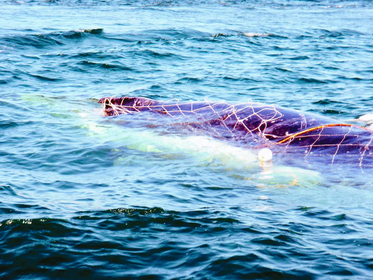眼細胞密度低 座頭鯨看不到危險