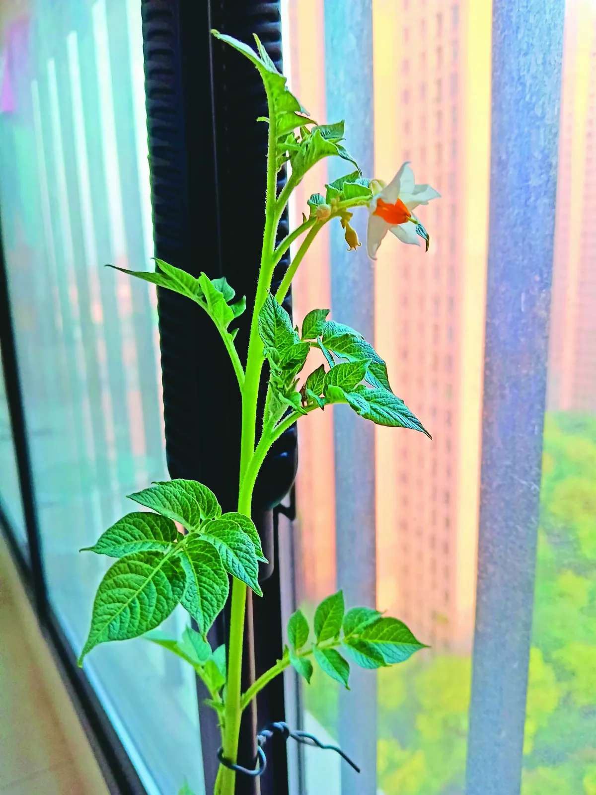 【耐心等待】馬鈴薯開花
