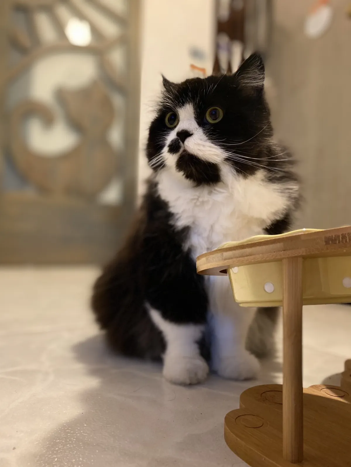 【貓眼看人生】世界好像很荒謬