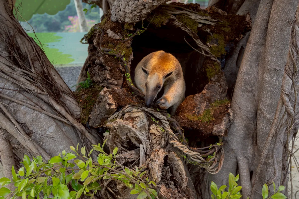 來和動物一起玩 邀小朋友擔任野森推廣大使 