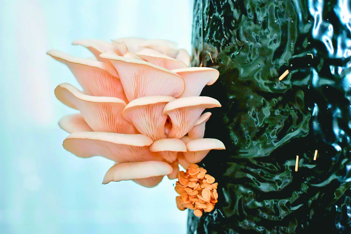 食用蘑菇 變身環保包裝材料