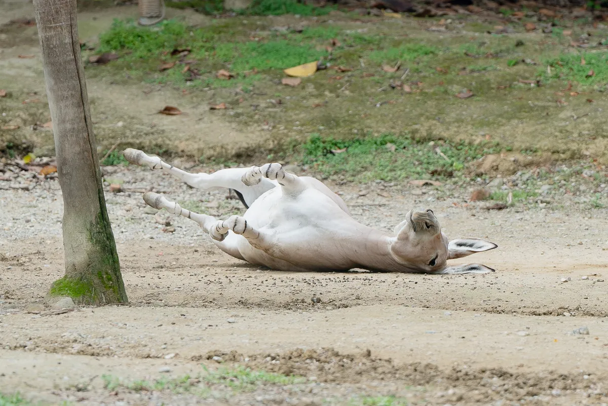 馬年認識馬科成員  動物園推非洲野驢導覽