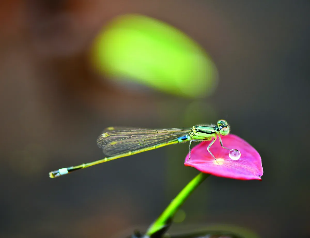 【詩】清晨的籤詩