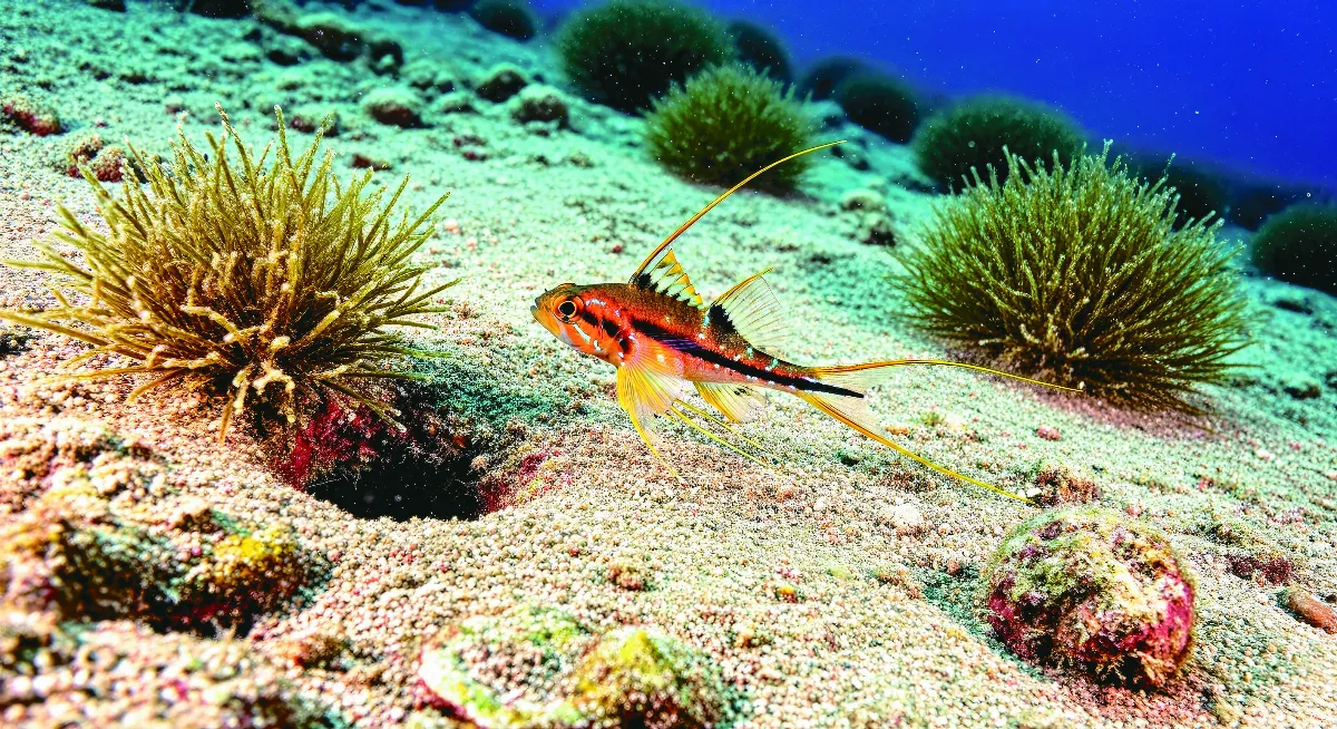 海洋中長腿生物
