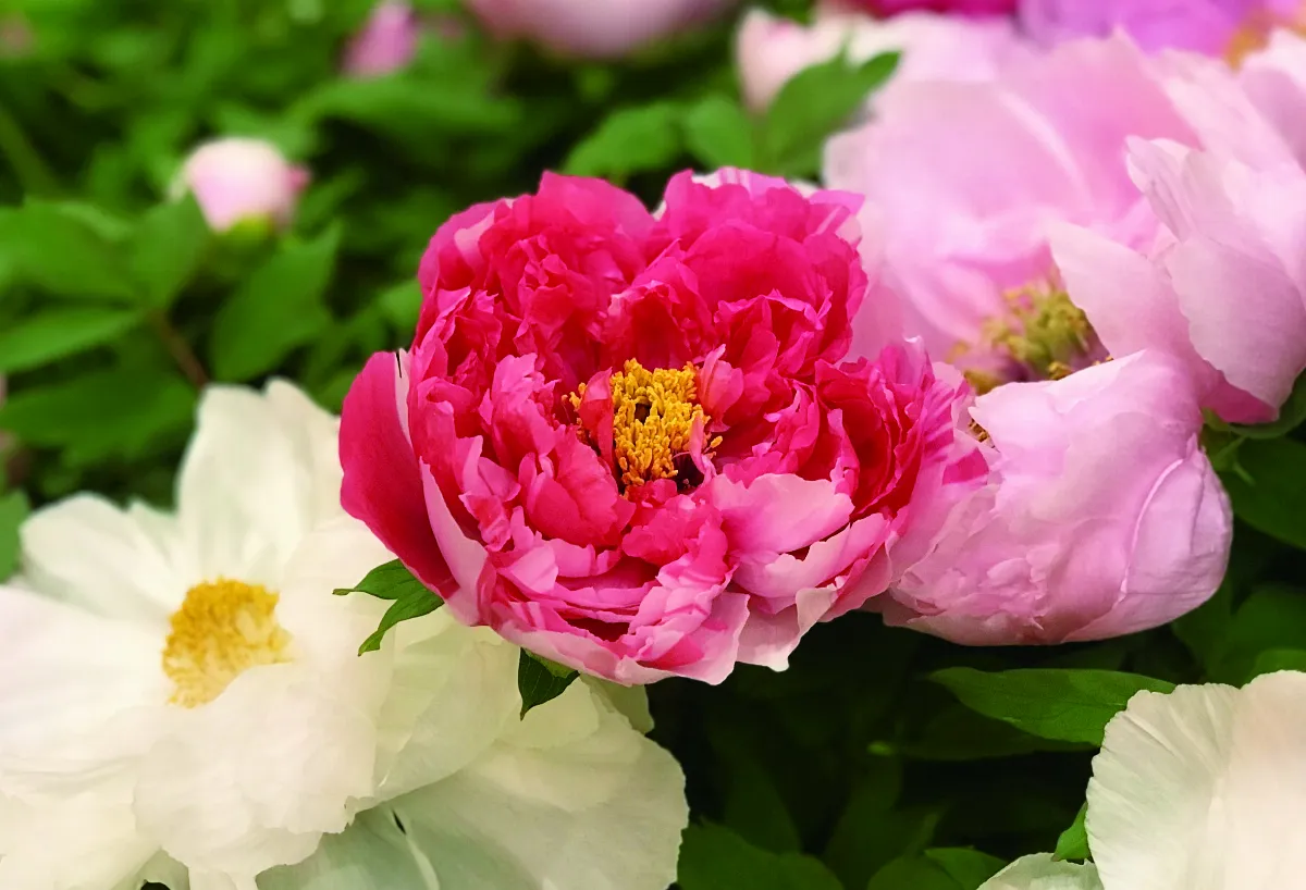 【詩】奉旨開花