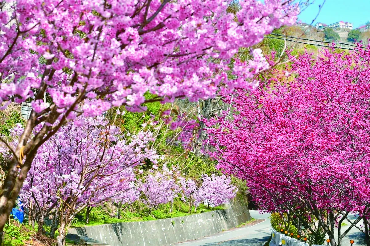 北橫櫻花季 跟著地圖散步