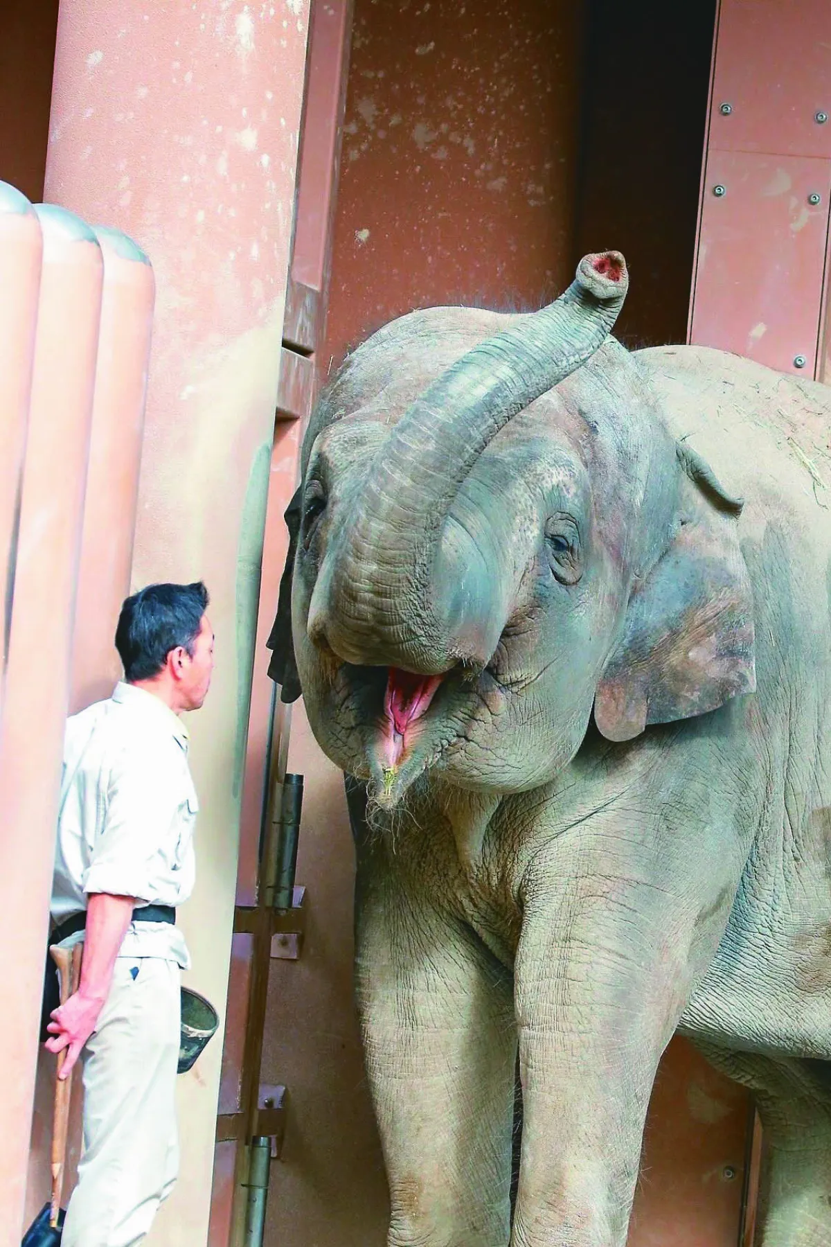 大象朝飼育員甜笑  充滿幸福感