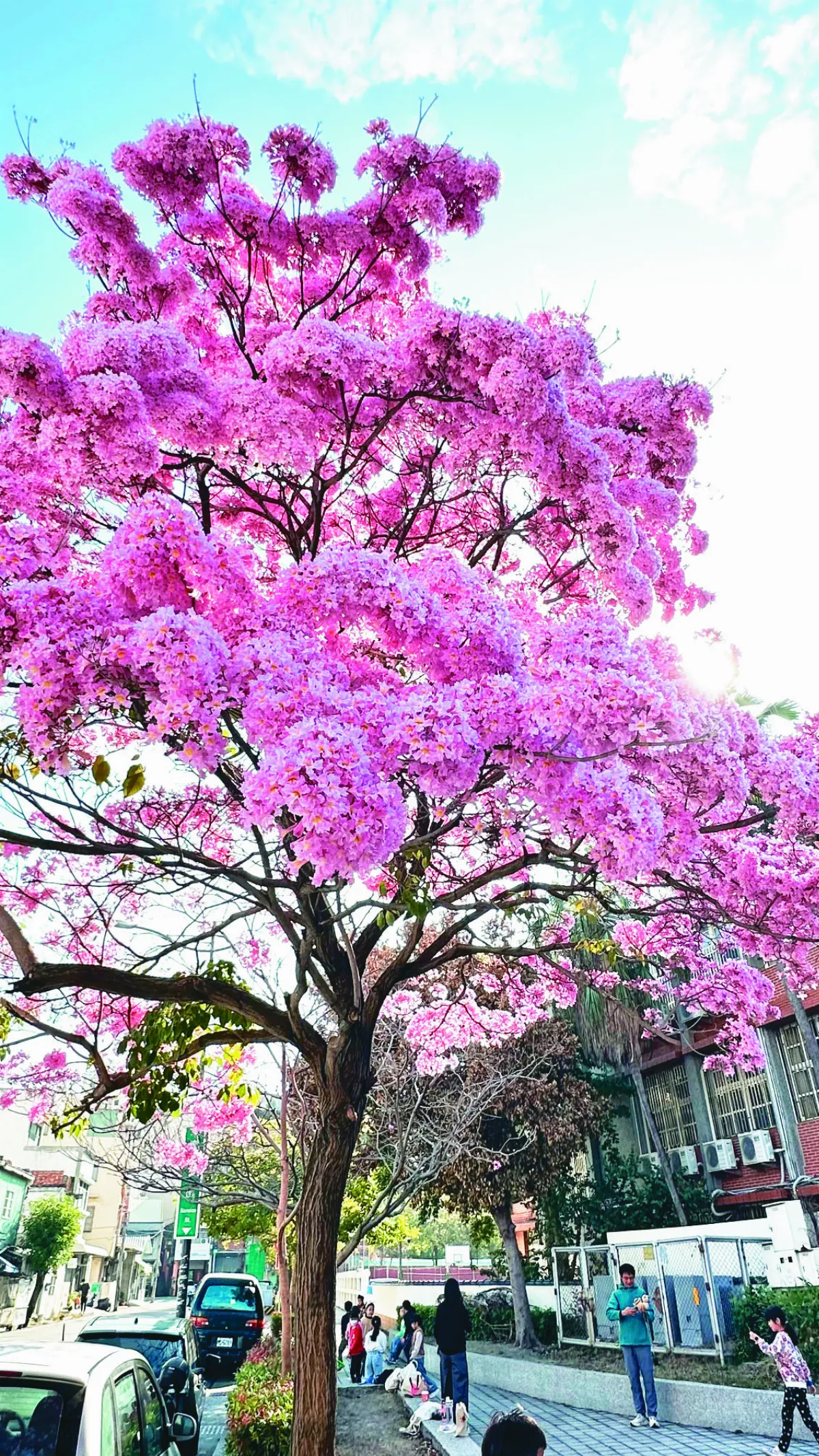 紅花風鈴木 暖陽中搖曳