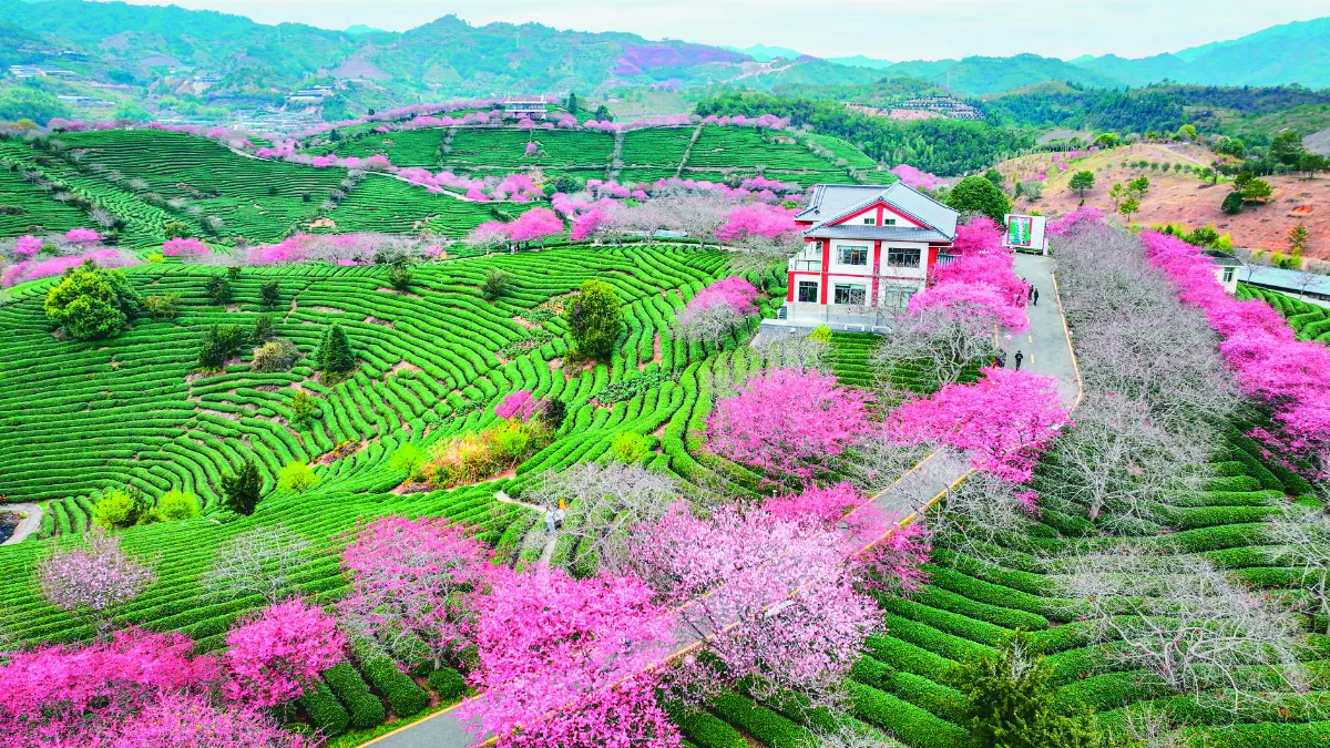 櫻花文化旅遊節 茶綠櫻紅