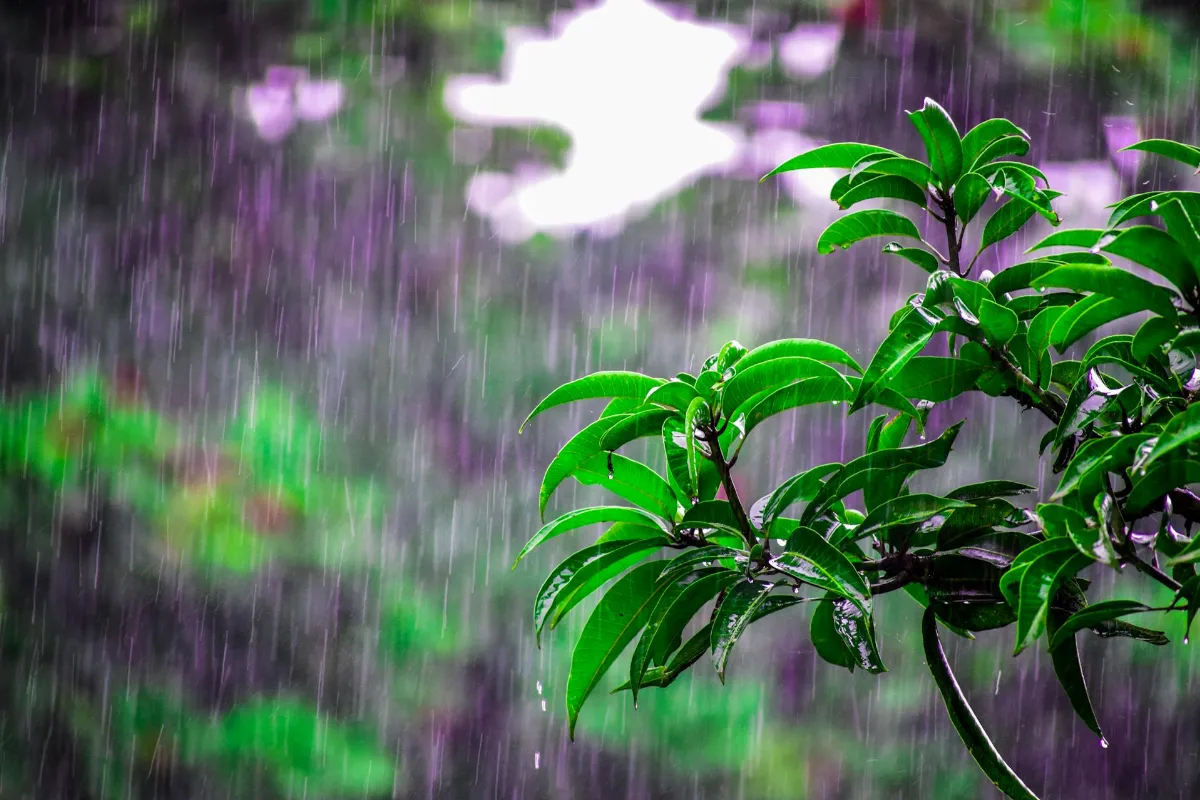 雨水養生重調不重補 迎春顧陽、健脾祛溼