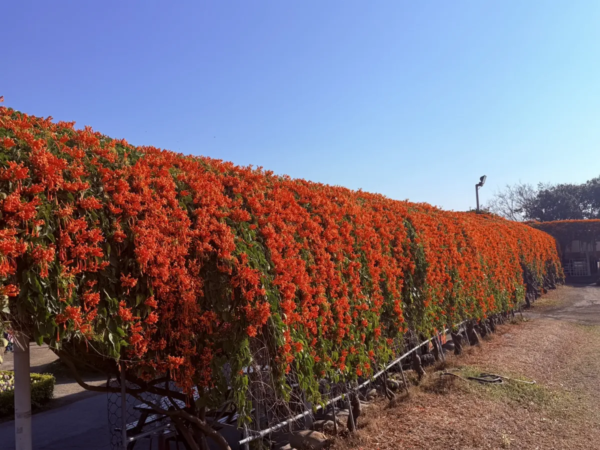 春節看喜氣  中社花市橙色炮仗花瀑布牆滿開