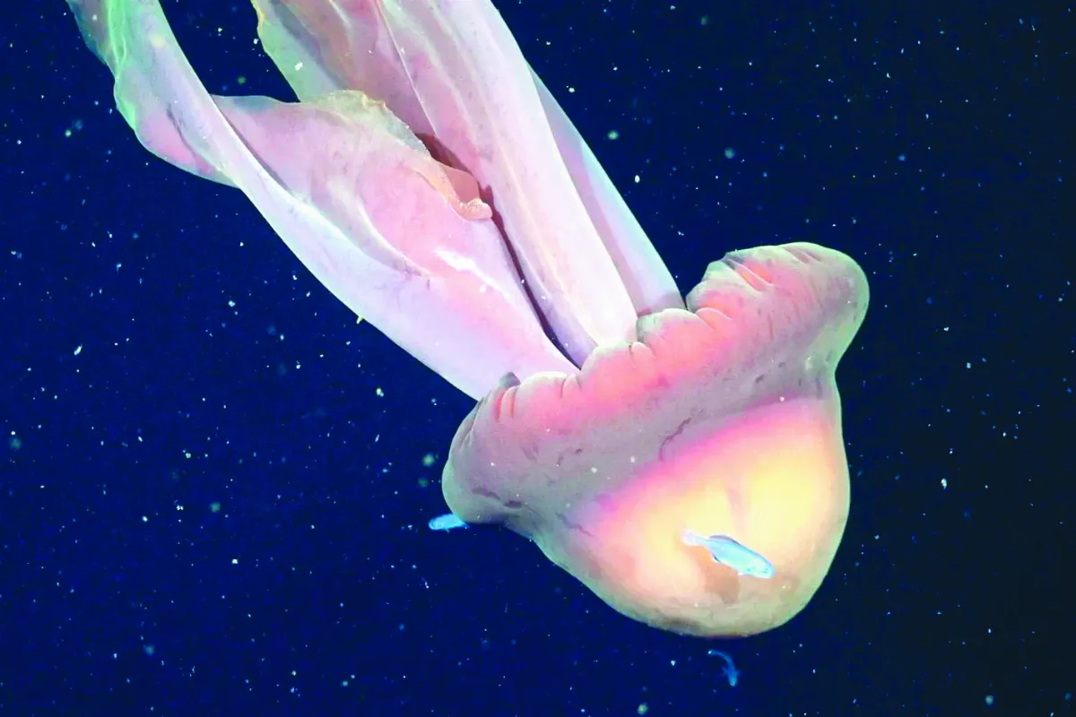 長度如巴士  巨大幻影水母現蹤