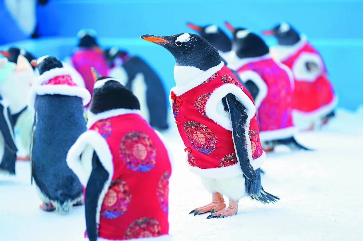 唐裝小企鵝 喜氣洋洋