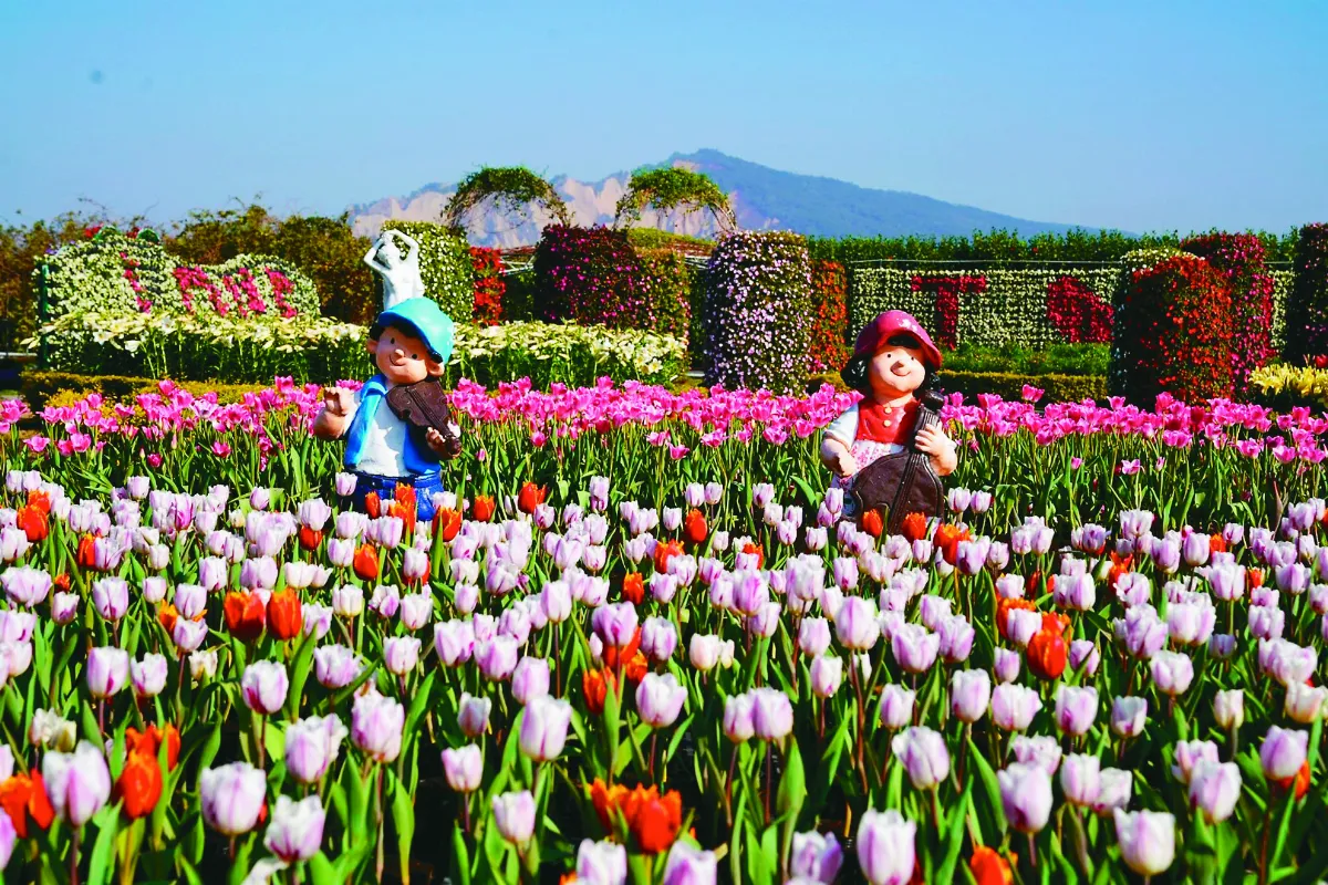 橙色花瀑布牆 春節應景爆開