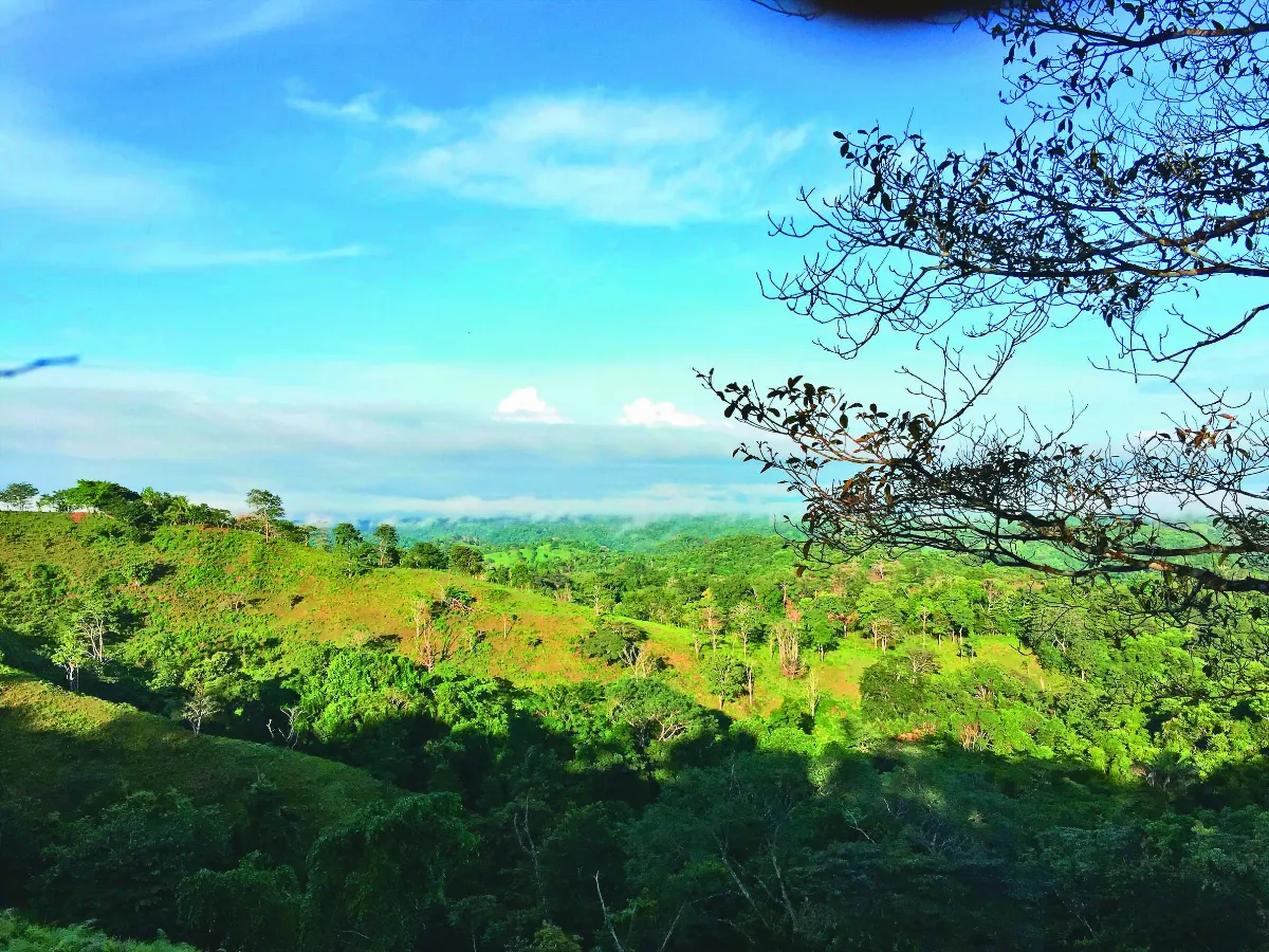 管理土壤氮含量 森林再生速度加倍