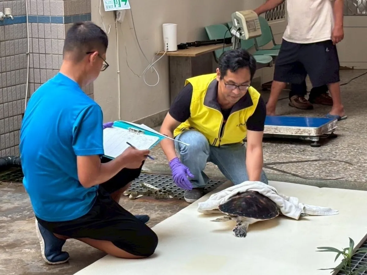 國教署補助1.4億打造生活中學習 澎湖學子見證綠蠵龜重返大海