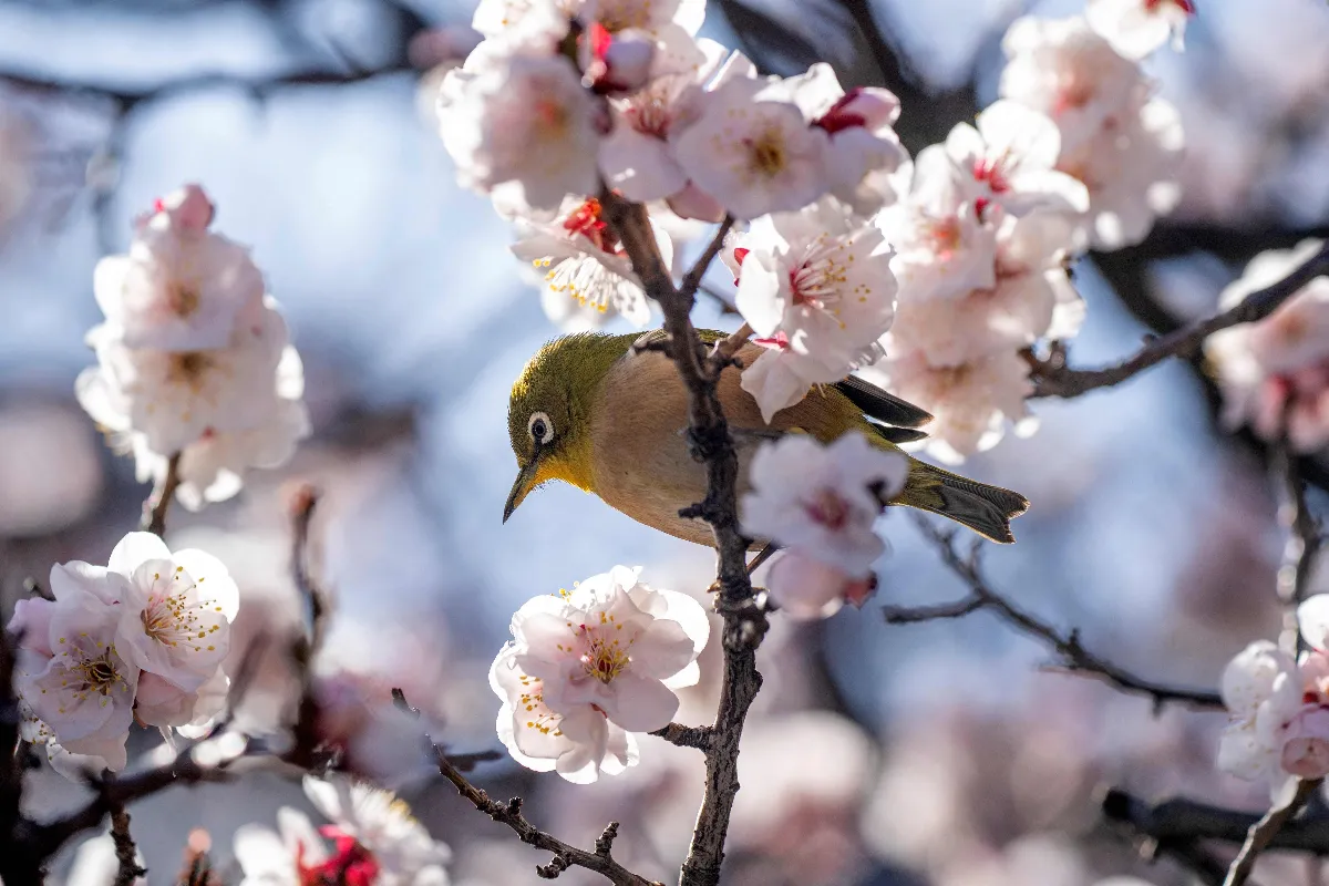 日本關東迎春一番  東京氣溫暖如5月