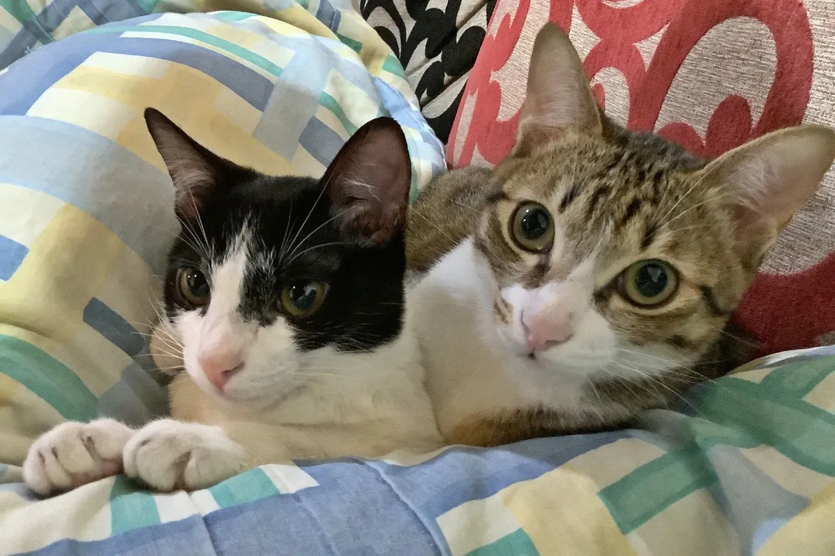 學者研究揭示家庭結構翻轉 毛孩取代嬰兒成新核心成員