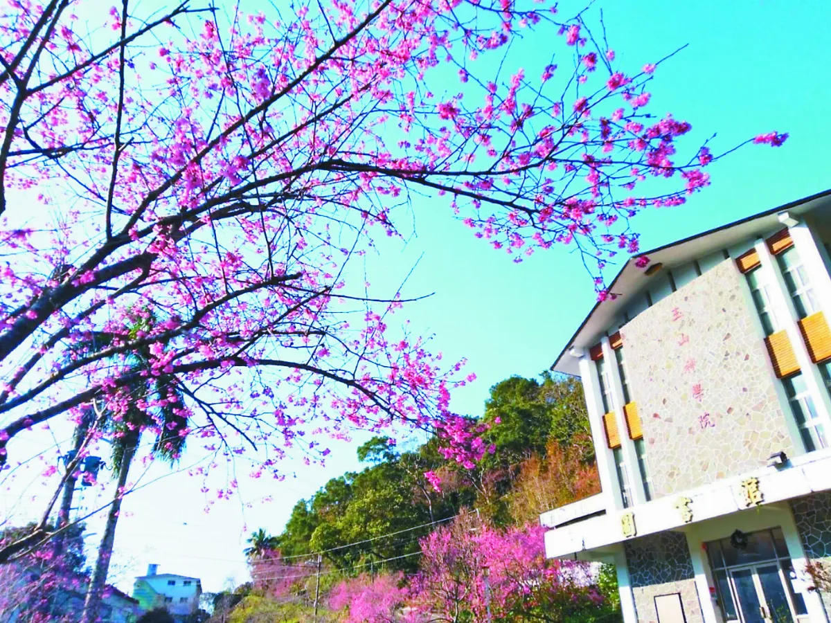 全台櫻花綻放 粉紅花海來襲
