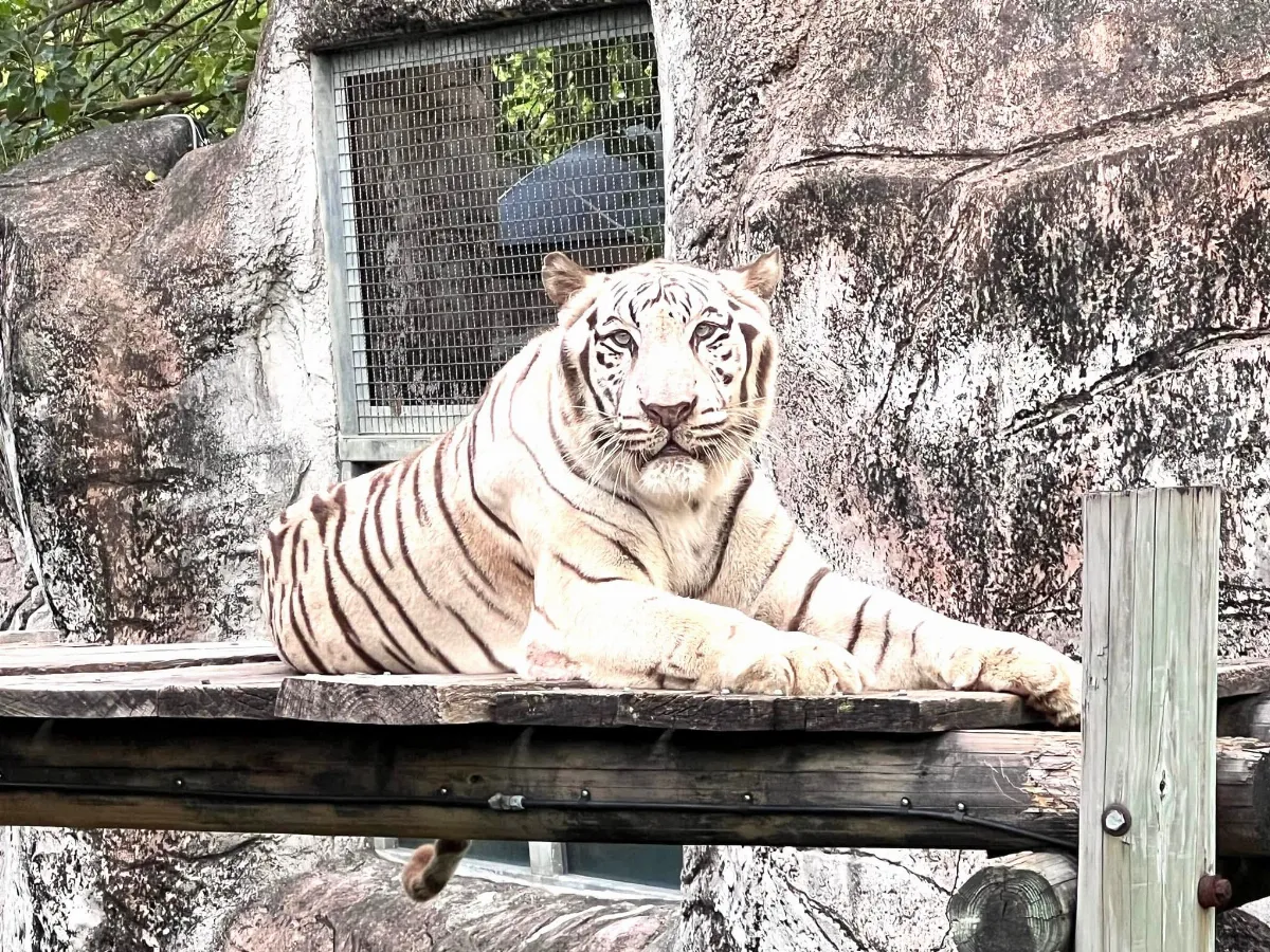 陪伴14載  壽山動物園高齡明星白老虎「昭海」謝幕 