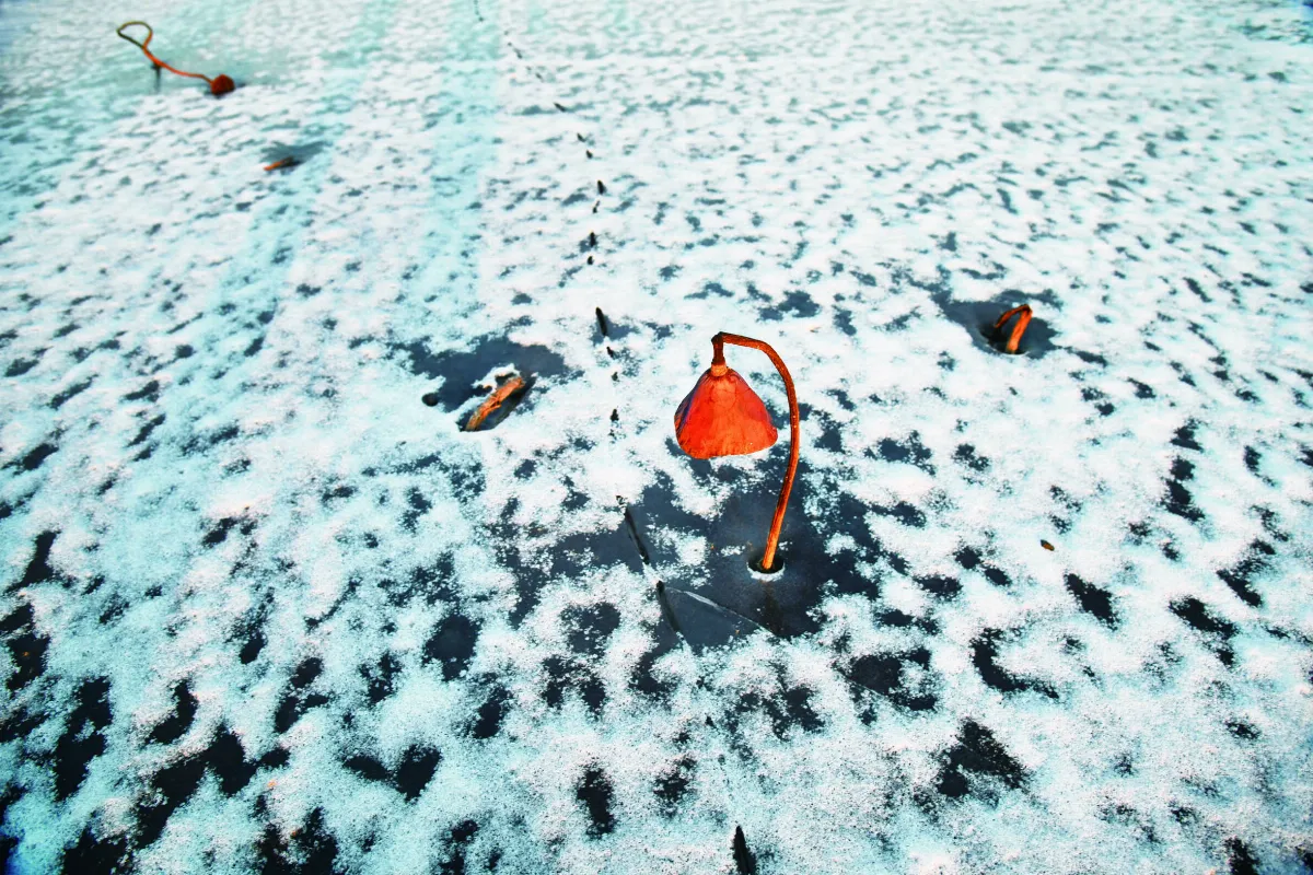 【遇見荷】眠夢風吹雪