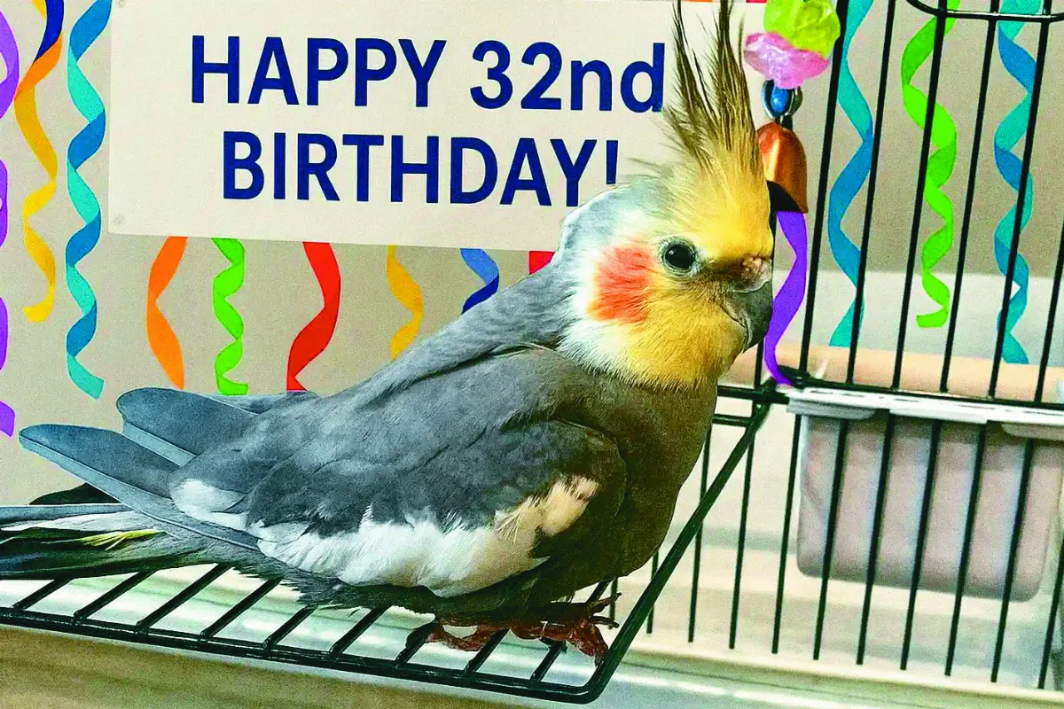 壽命同類2倍 33歲玄鳳鸚鵡創紀錄